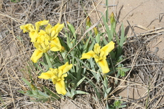 Iris humilis