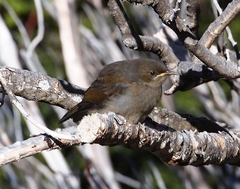 Anthornis melanura