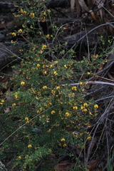 Bossiaea obcordata