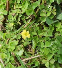 Oxalis exilis