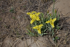 Iris humilis