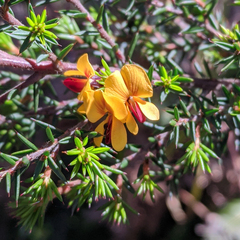 Pultenaea juniperina