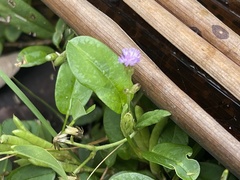 Cyanthillium cinereum