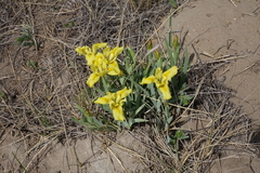 Iris humilis