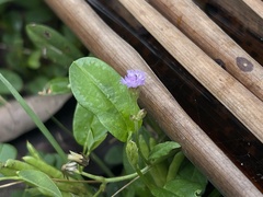 Cyanthillium cinereum