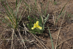 Iris humilis