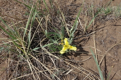 Iris humilis