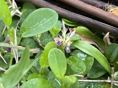 Alysicarpus vaginalis