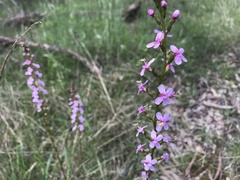 Stylidium armeria