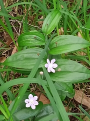 Tripladenia cunninghamii