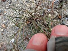 Aristida californica