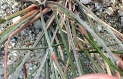Aristida californica