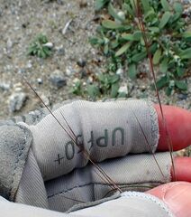 Aristida californica