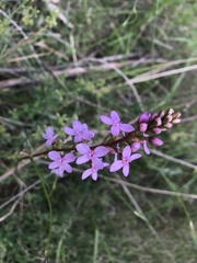 Stylidium armeria