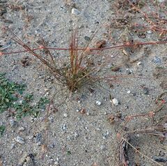 Aristida californica