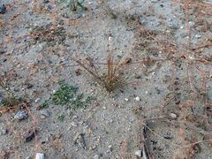 Aristida californica