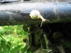 Fruticicola fruticum