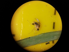 Elaphropeza ephippiata