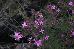 Boronia