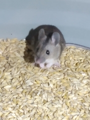 Apodemus flavicollis