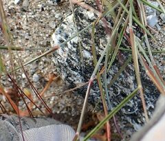 Aristida californica