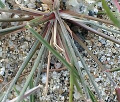 Aristida californica