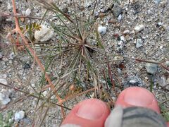 Aristida californica