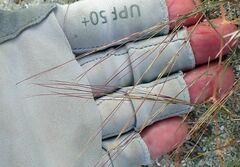 Aristida californica