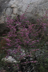 Boronia amabilis