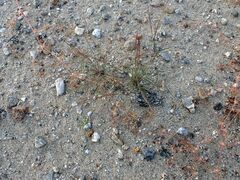 Aristida californica