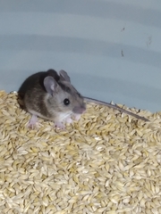 Apodemus flavicollis