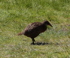 Gallirallus australis hectori