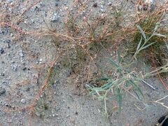 Aristida californica