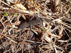 Woodworthia southern alps