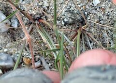 Aristida californica