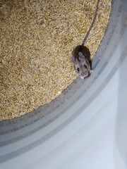 Apodemus flavicollis