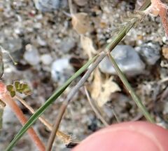 Aristida californica