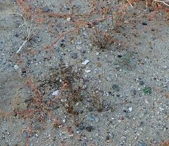 Aristida californica