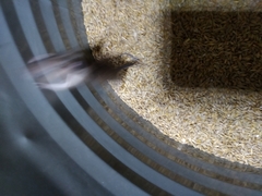 Apodemus flavicollis