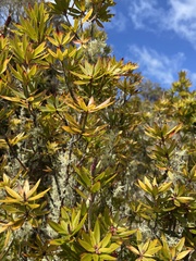 Cyathodes platystoma