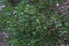Persoonia cornifolia