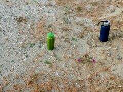 Aristida californica