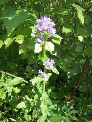 Campanula cervicaria