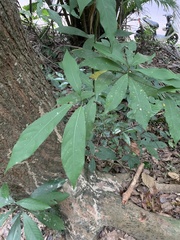 Machilus
