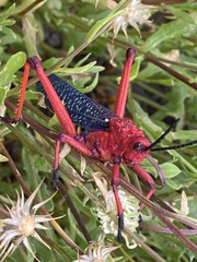 Phymateus morbillosus