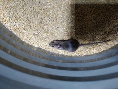 Apodemus flavicollis