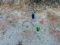 Aristida californica