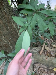 Machilus