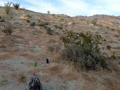 Aristida californica