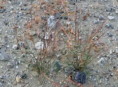 Aristida californica